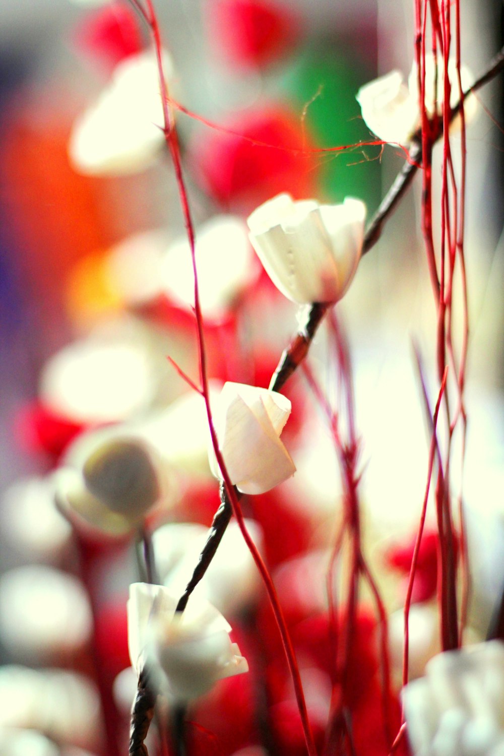 white flower in tilt shift lens