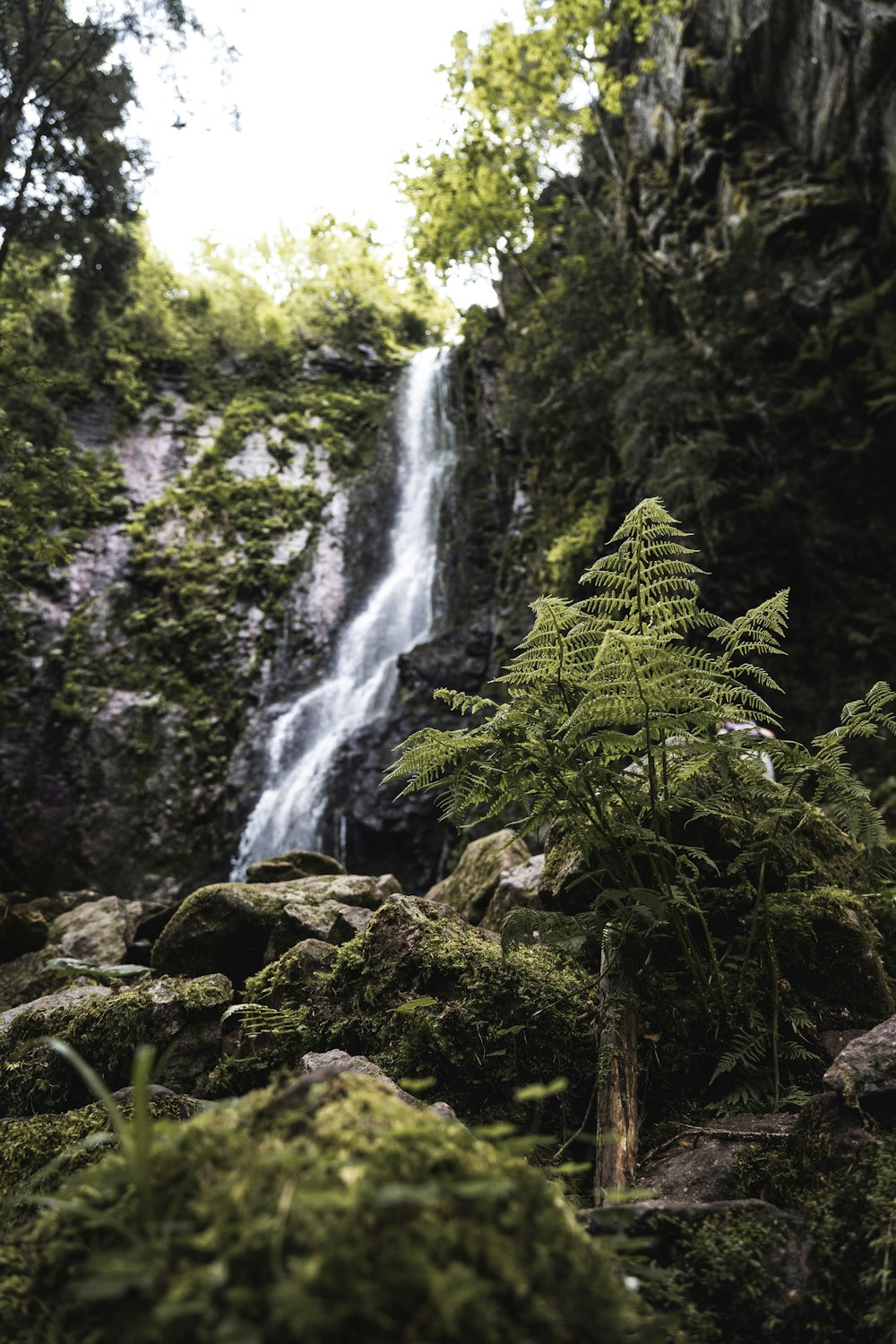 green moss on brown rocks near waterfalls during daytime