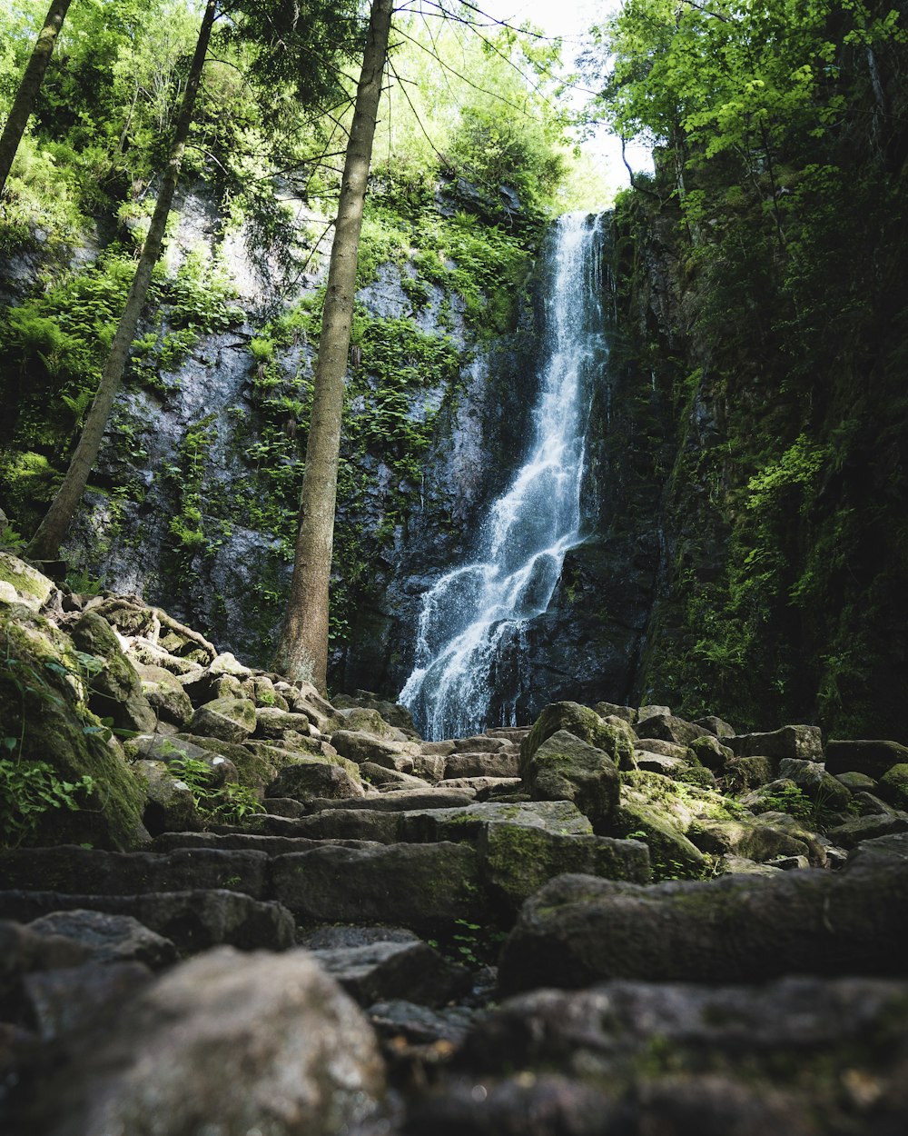 El agua cae en el bosque