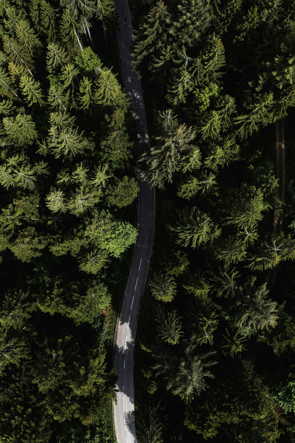 green pine tree during daytime