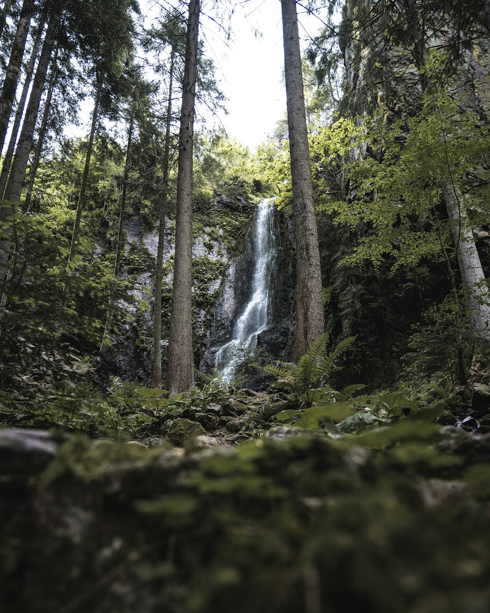 a água cai na floresta