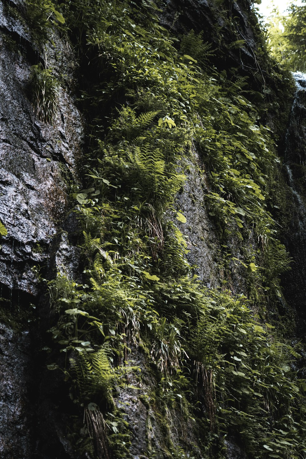 green moss on gray rock