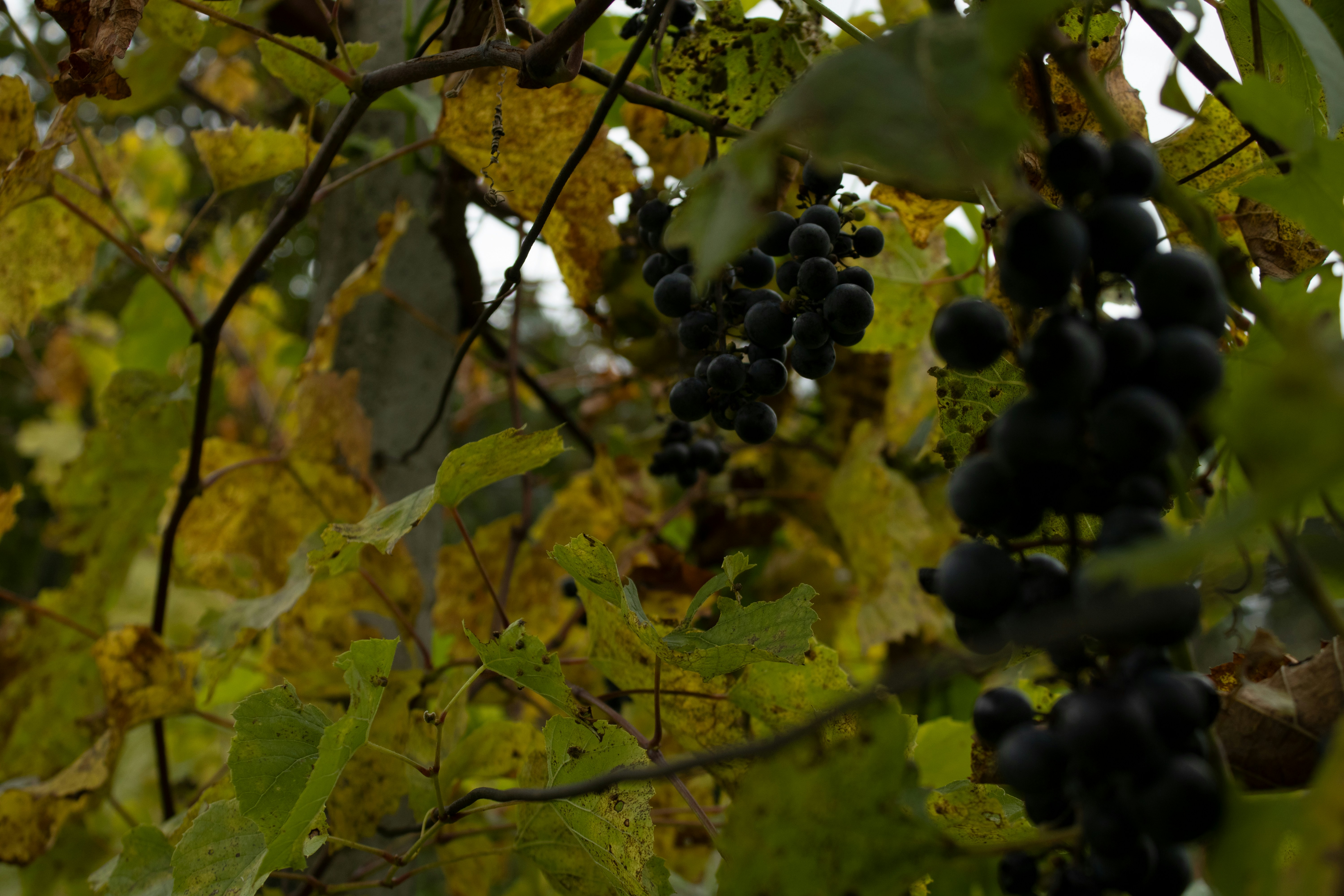 Photo by petetakesphotos