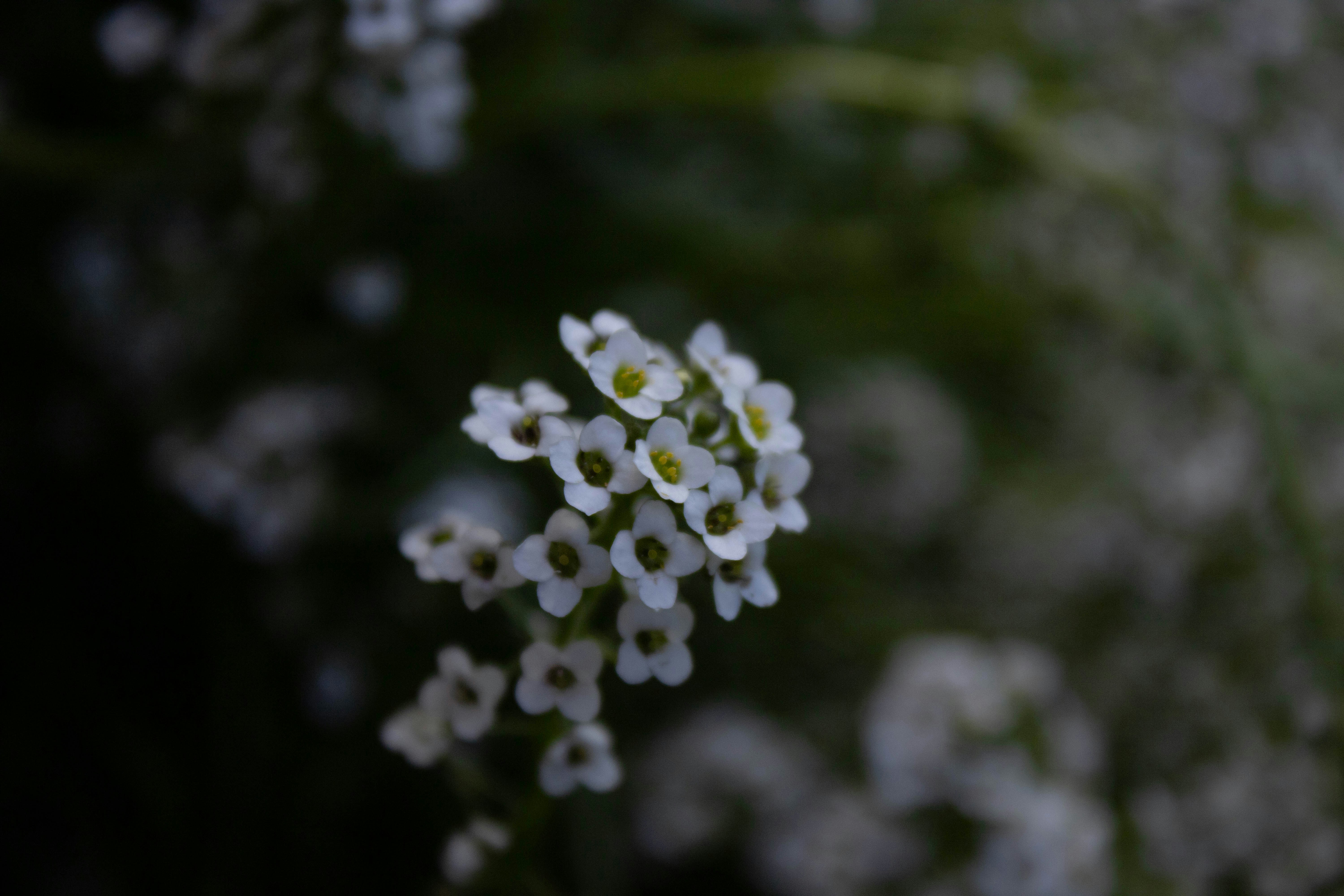 Photo by petetakesphotos