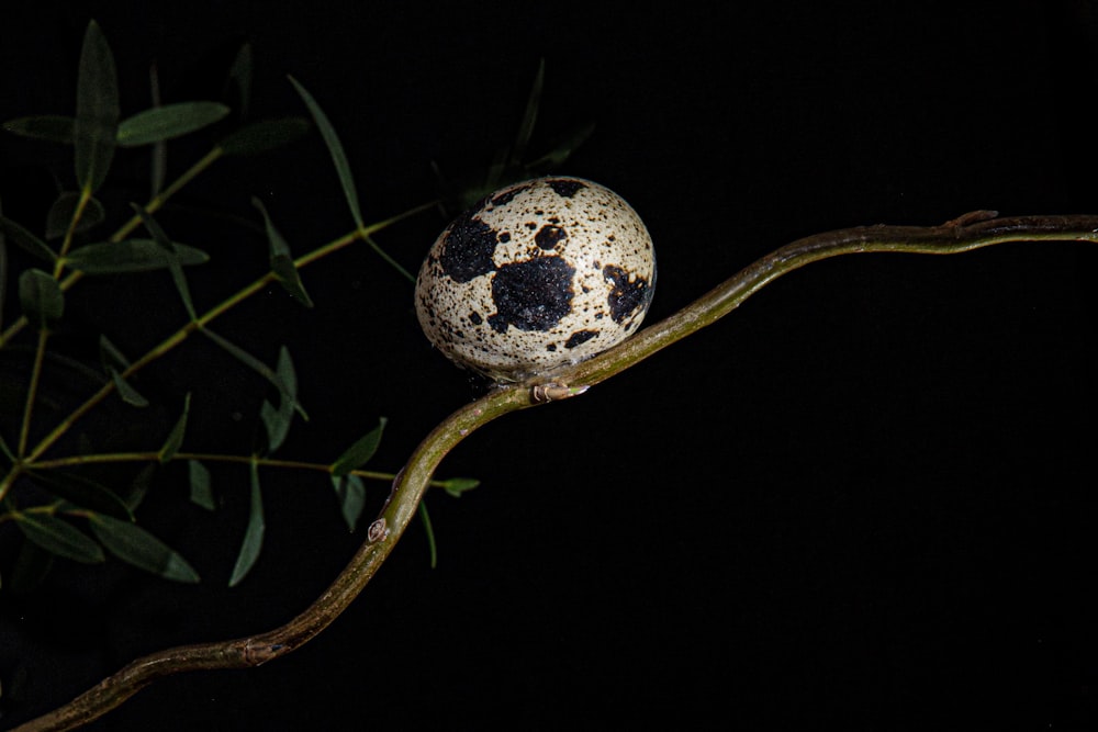 white and black ball on green grass