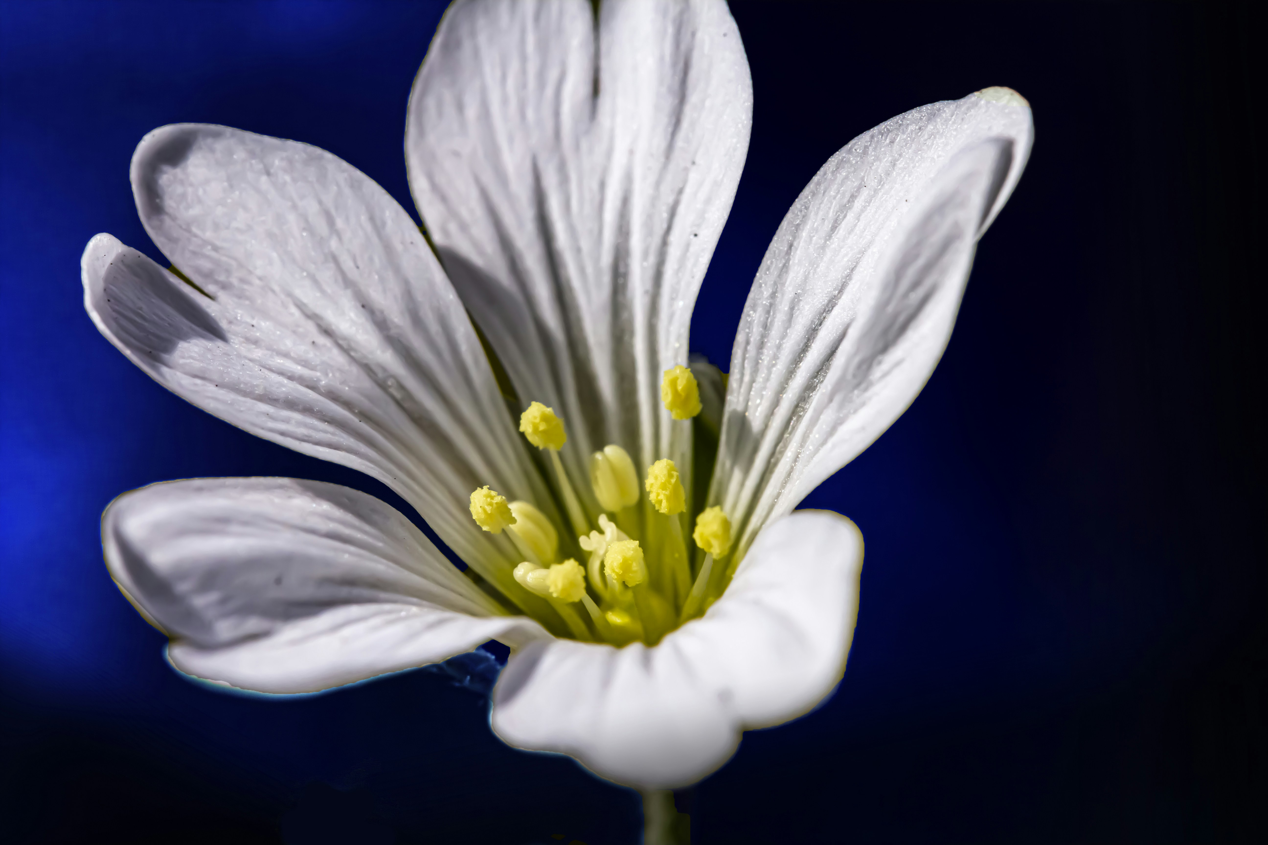 Photo by lisinszkyphoto