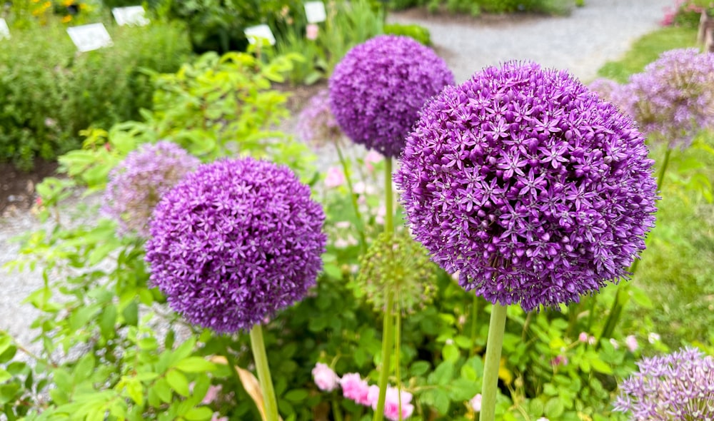 flor púrpura en fotografía de primer plano