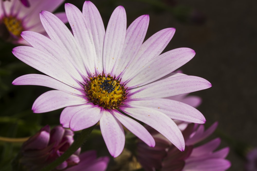 purple flower in macro shot