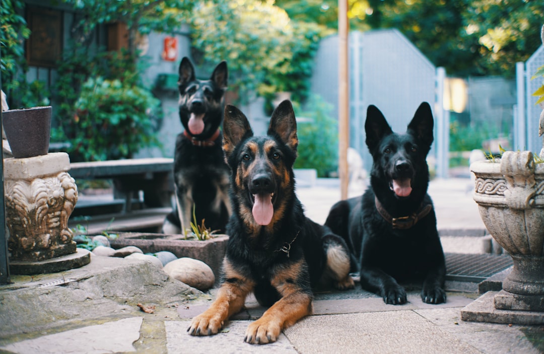 black and tan german shepherd lying on concrete floor during daytime