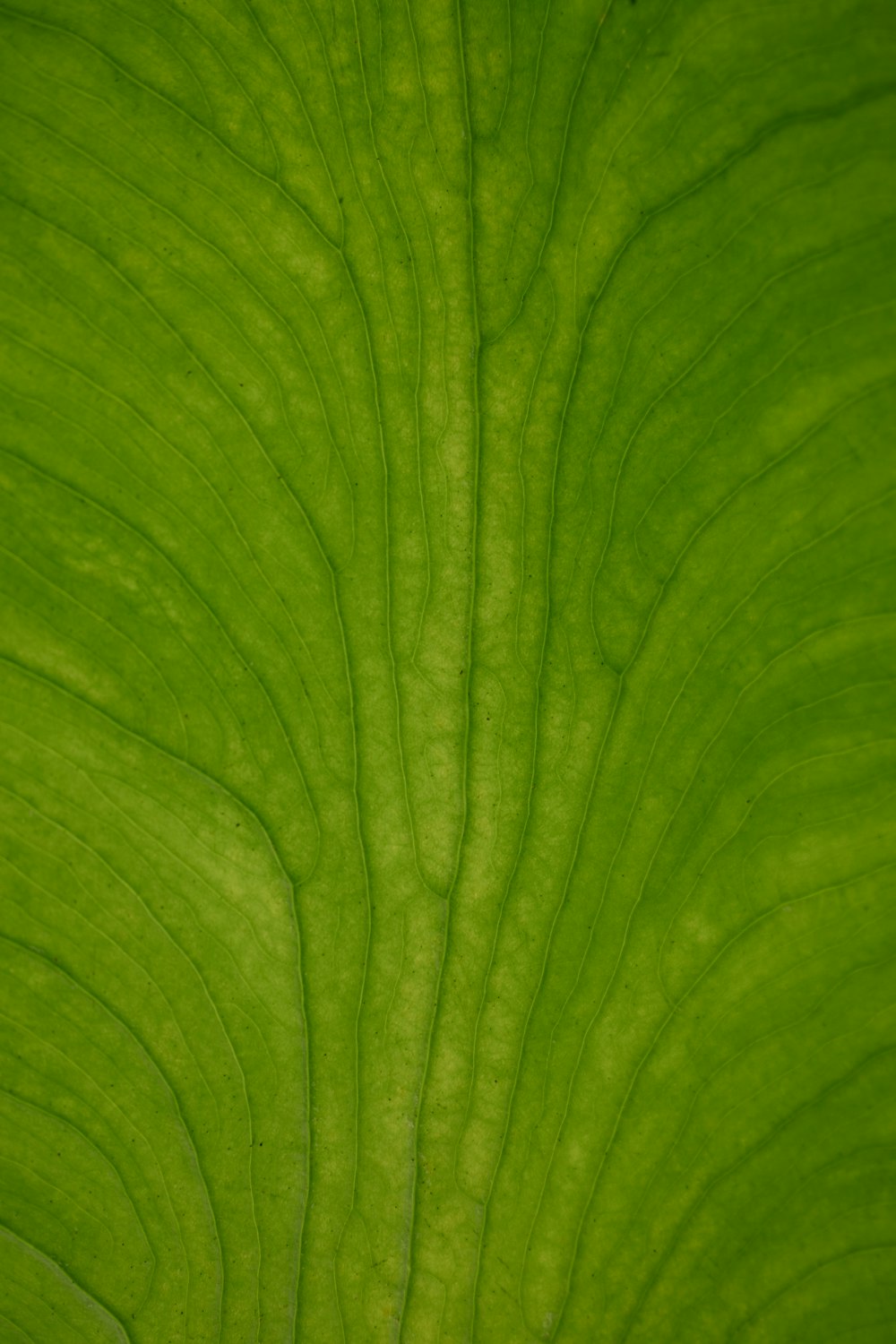 green leaf in close up photography