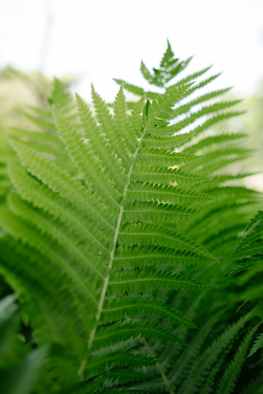 green fern plant in close up photography