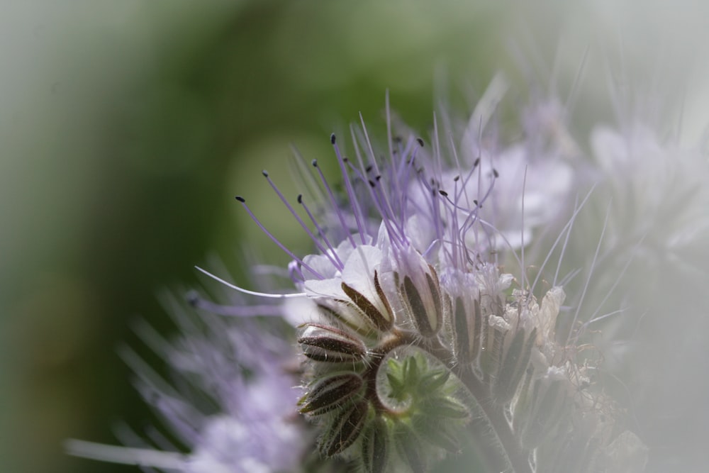 Flor blanca y morada en lente macro