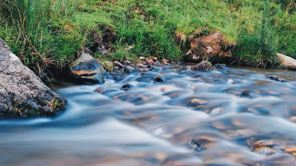 erba verde e rocce marroni sul fiume