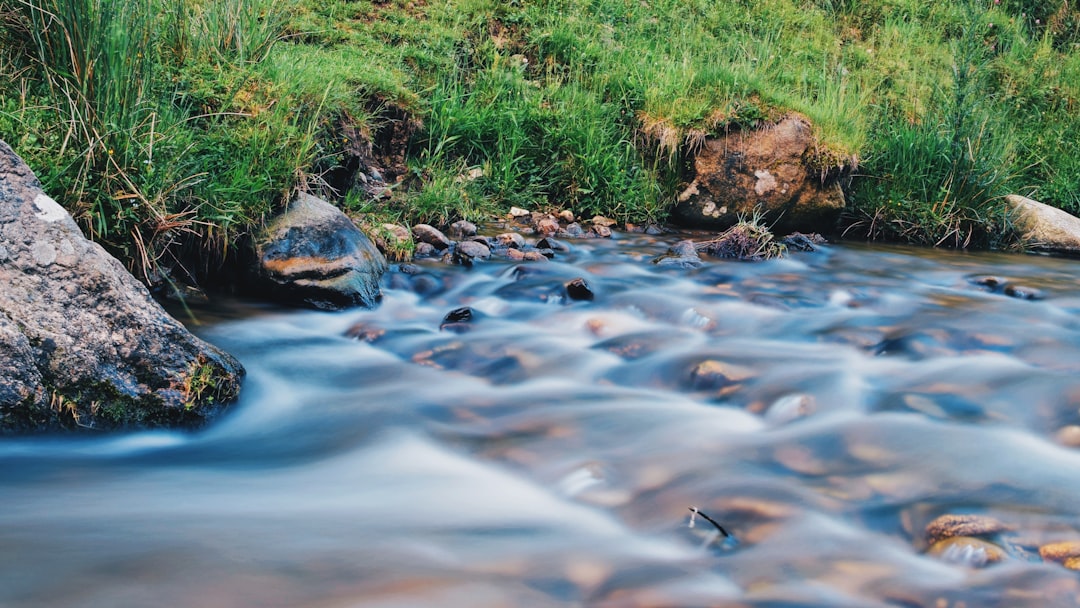 green grass and brown rocks on river