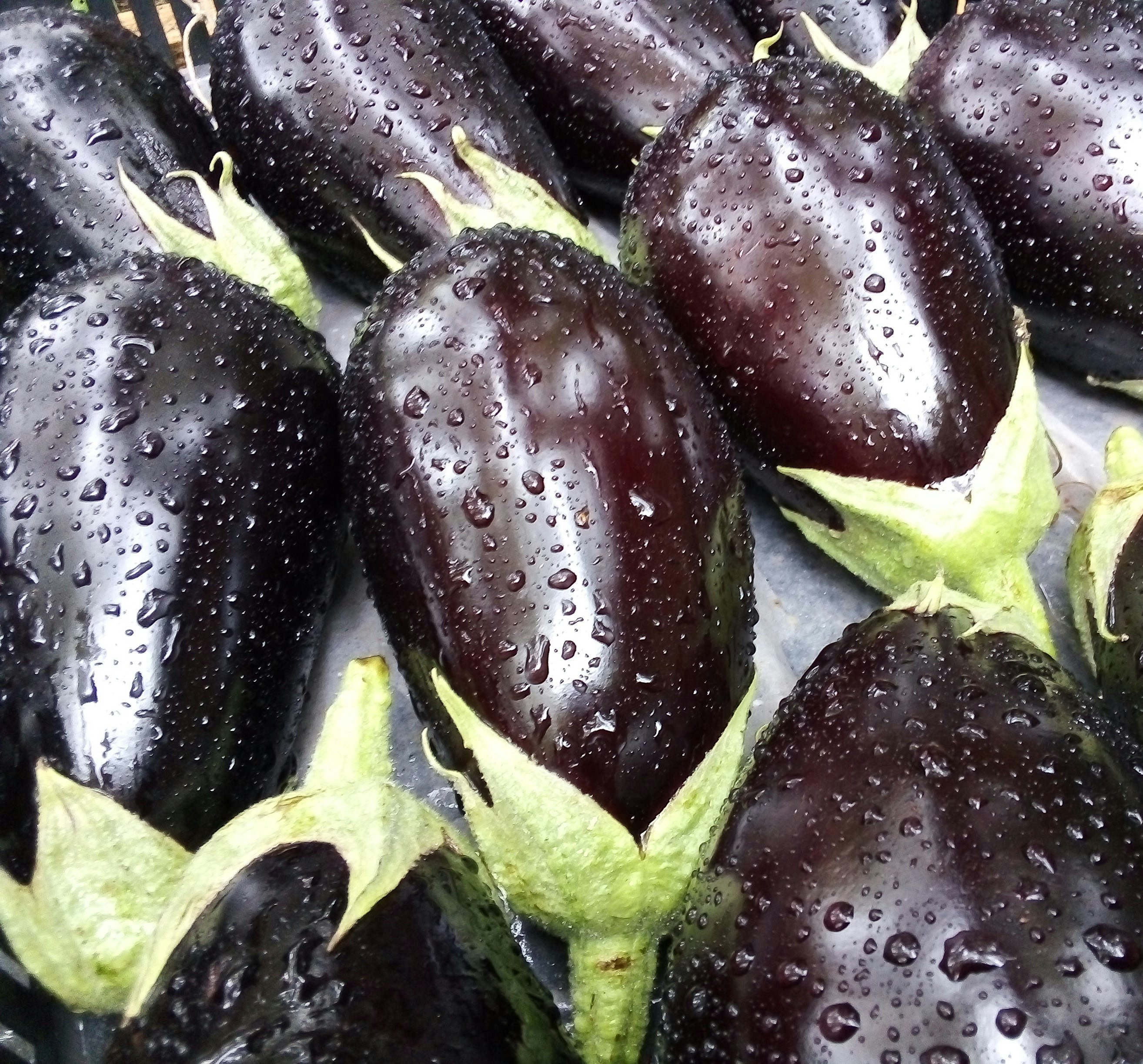 Melanzane fresche di montagna