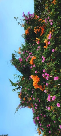 A colorful flower wall bursting with tropical blooms, brightening an outdoor party space.