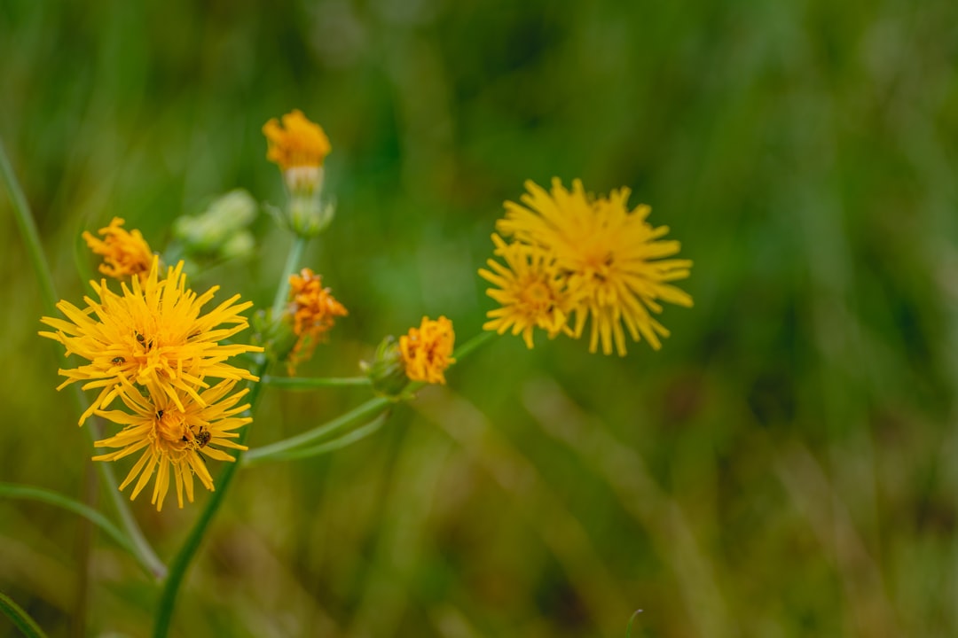 yellow flower in tilt shift lens