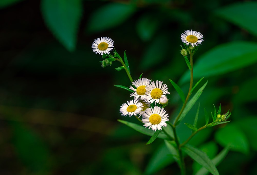 weißes und gelbes Gänseblümchen blüht tagsüber