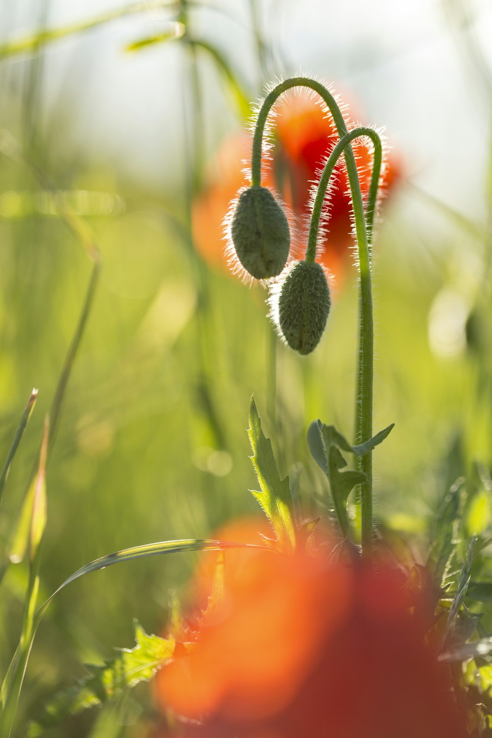 fiore rosso in erba verde durante il giorno