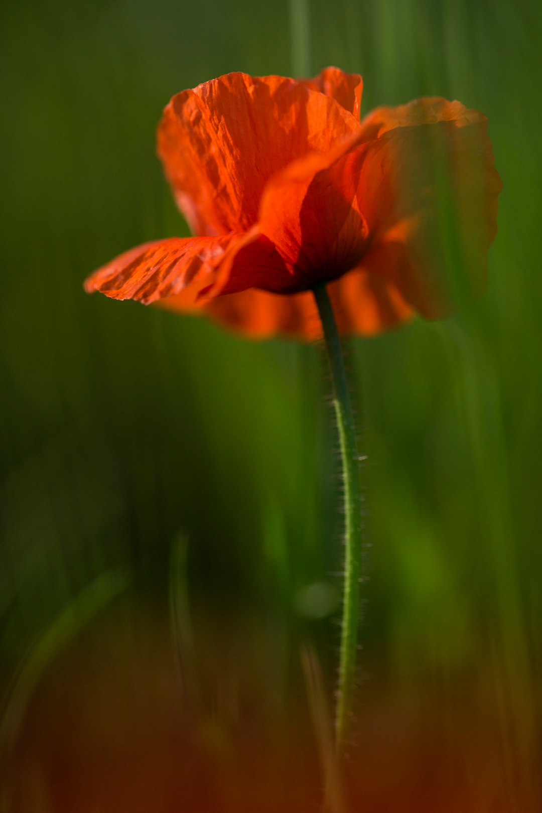 orange flower in tilt shift lens