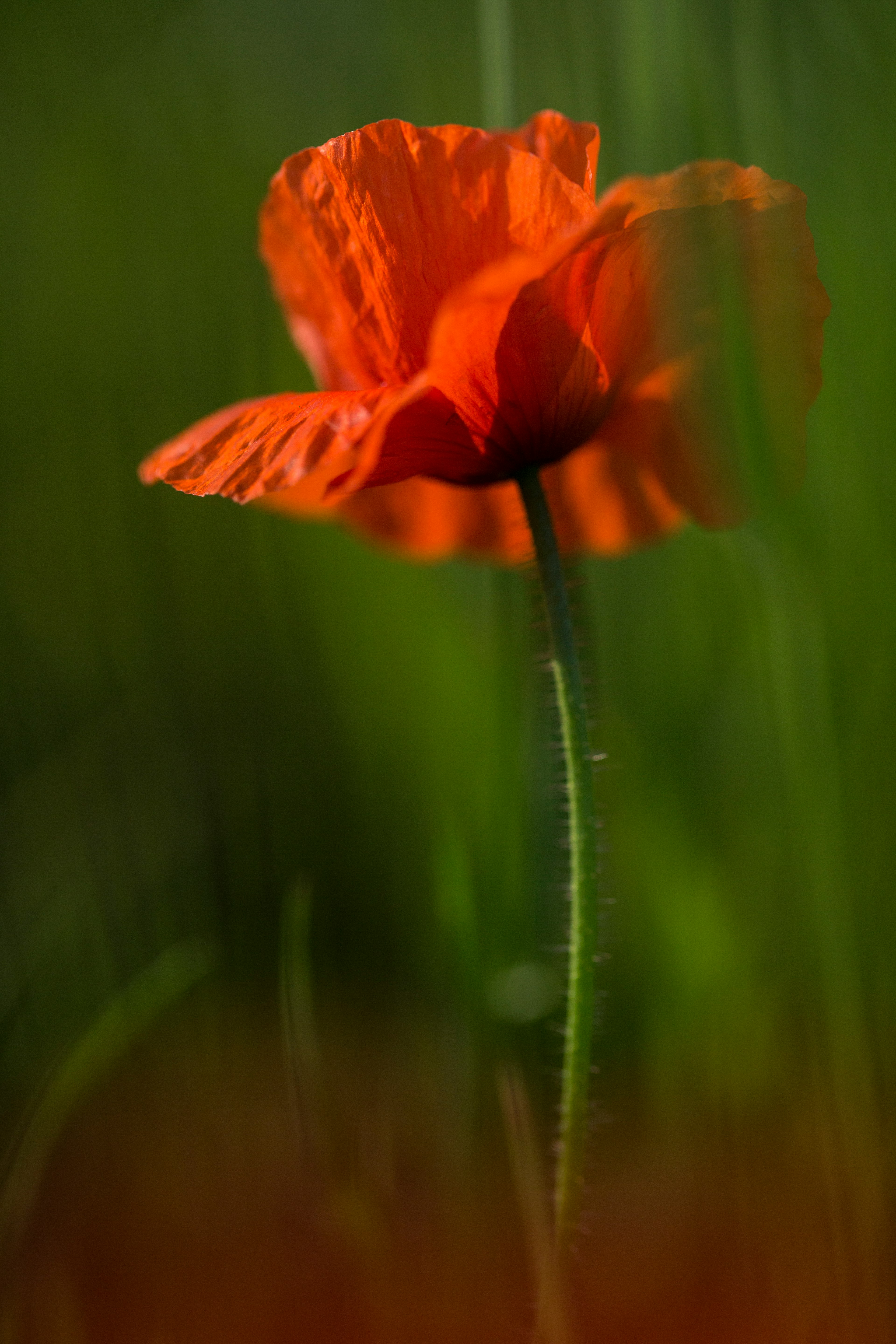 orange flower in tilt shift lens