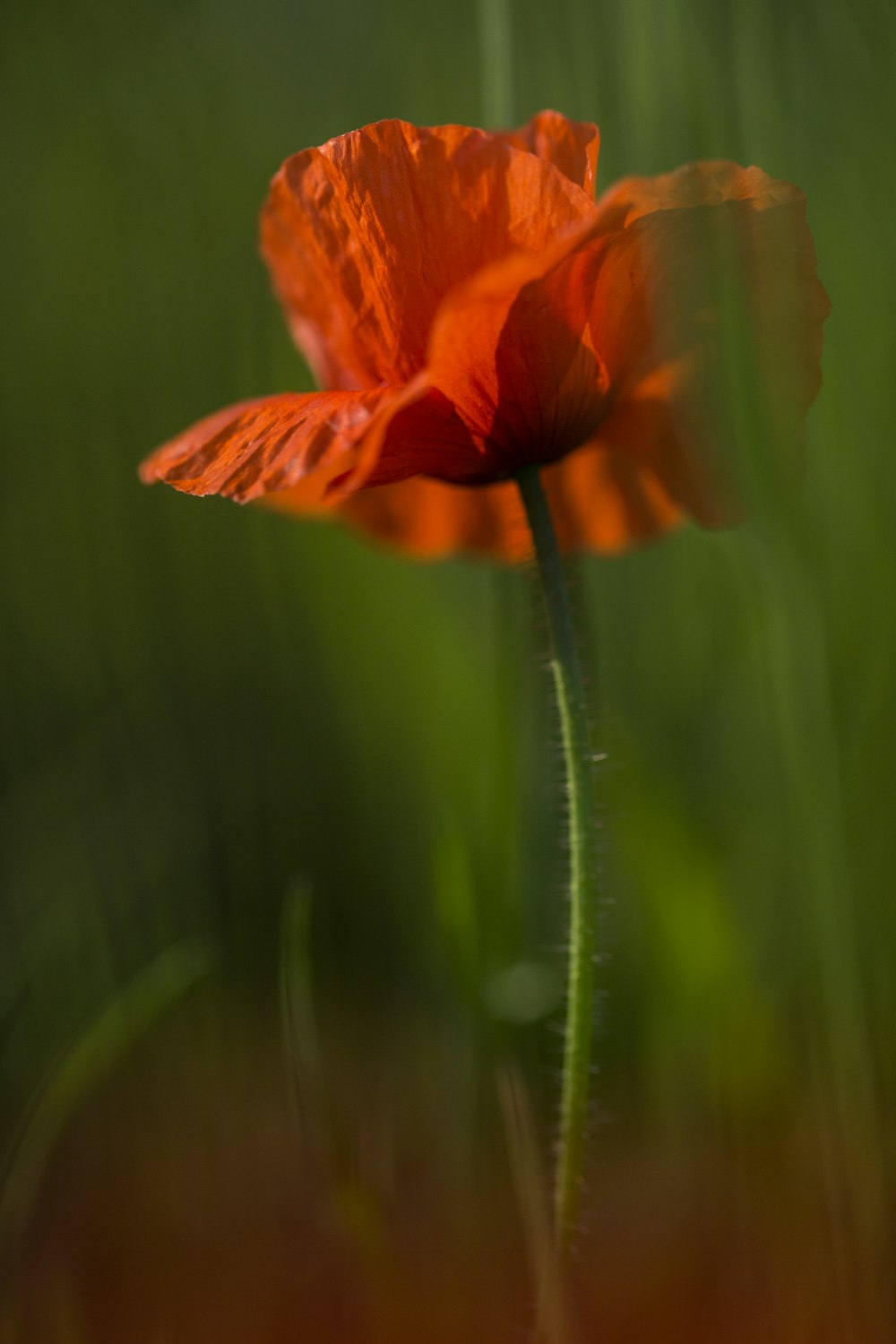 orange flower in tilt shift lens