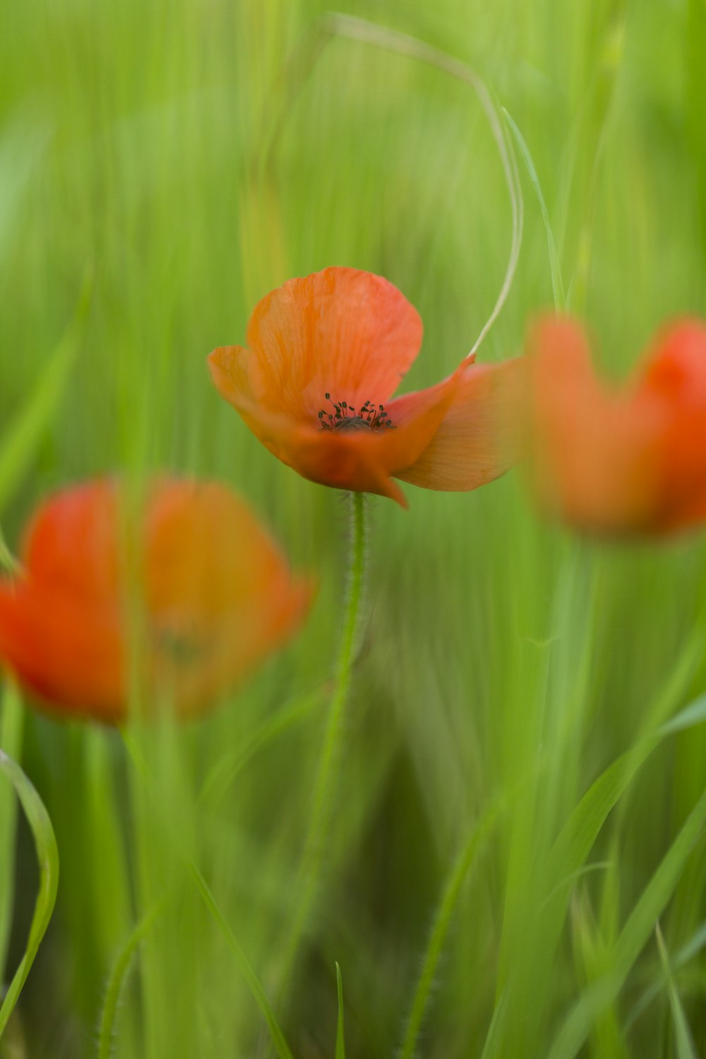 orange flower in green grass during daytime