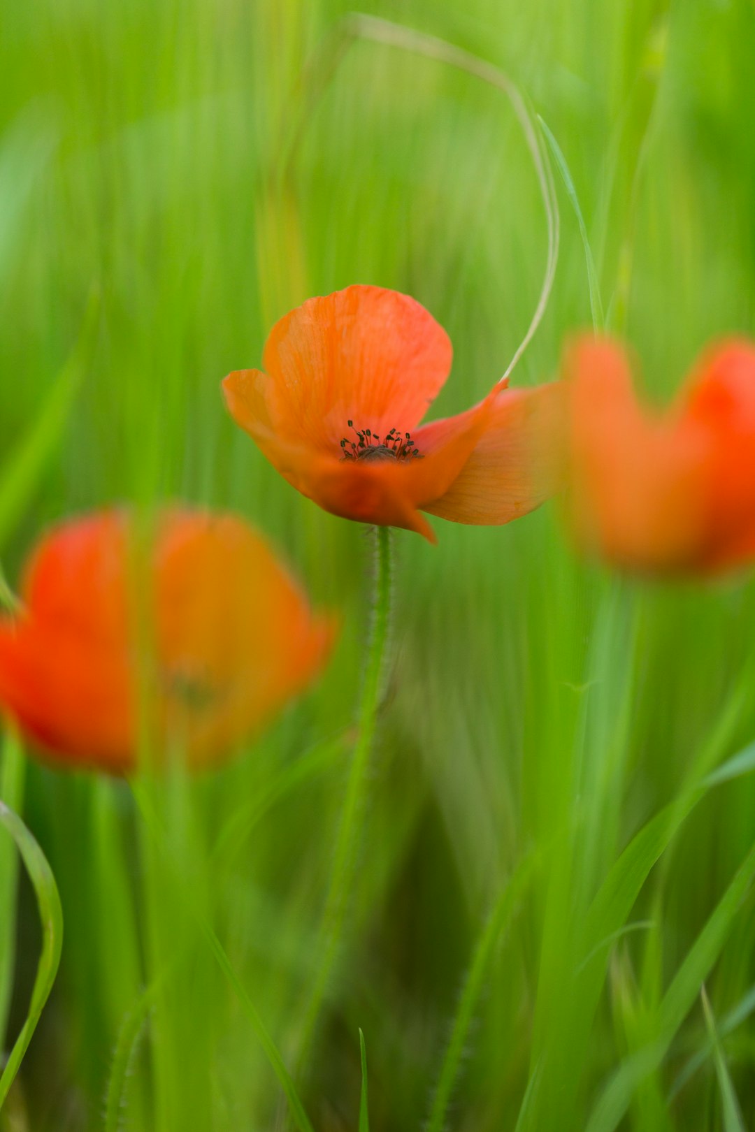 orange flower in green grass during daytime