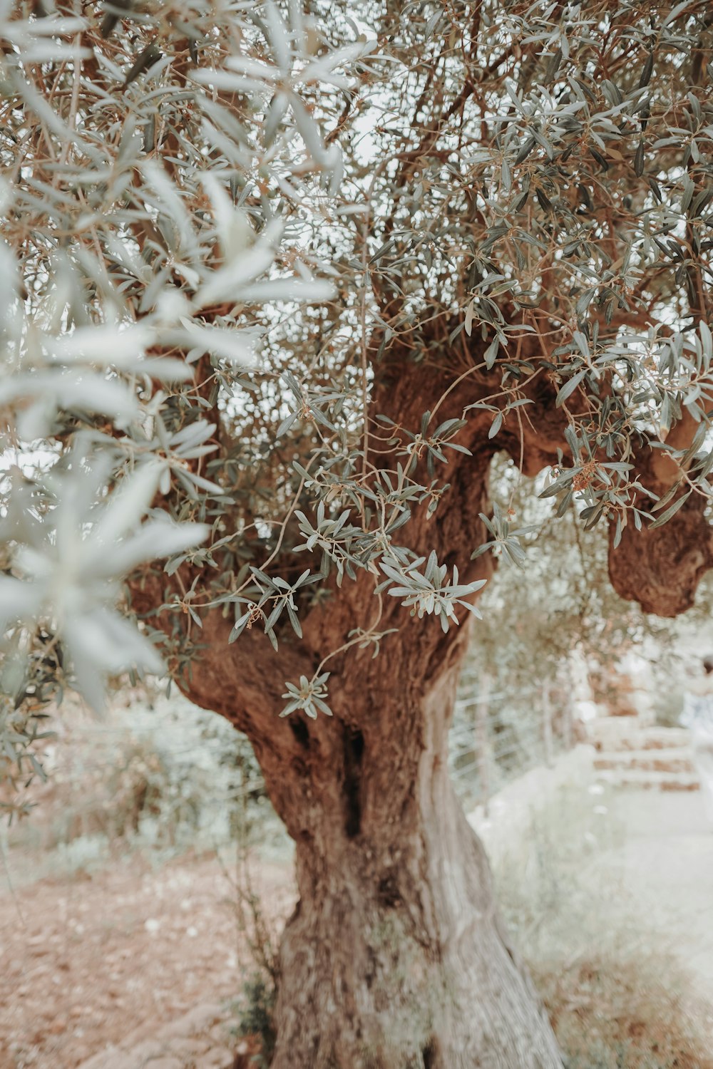 white flowers on brown tree