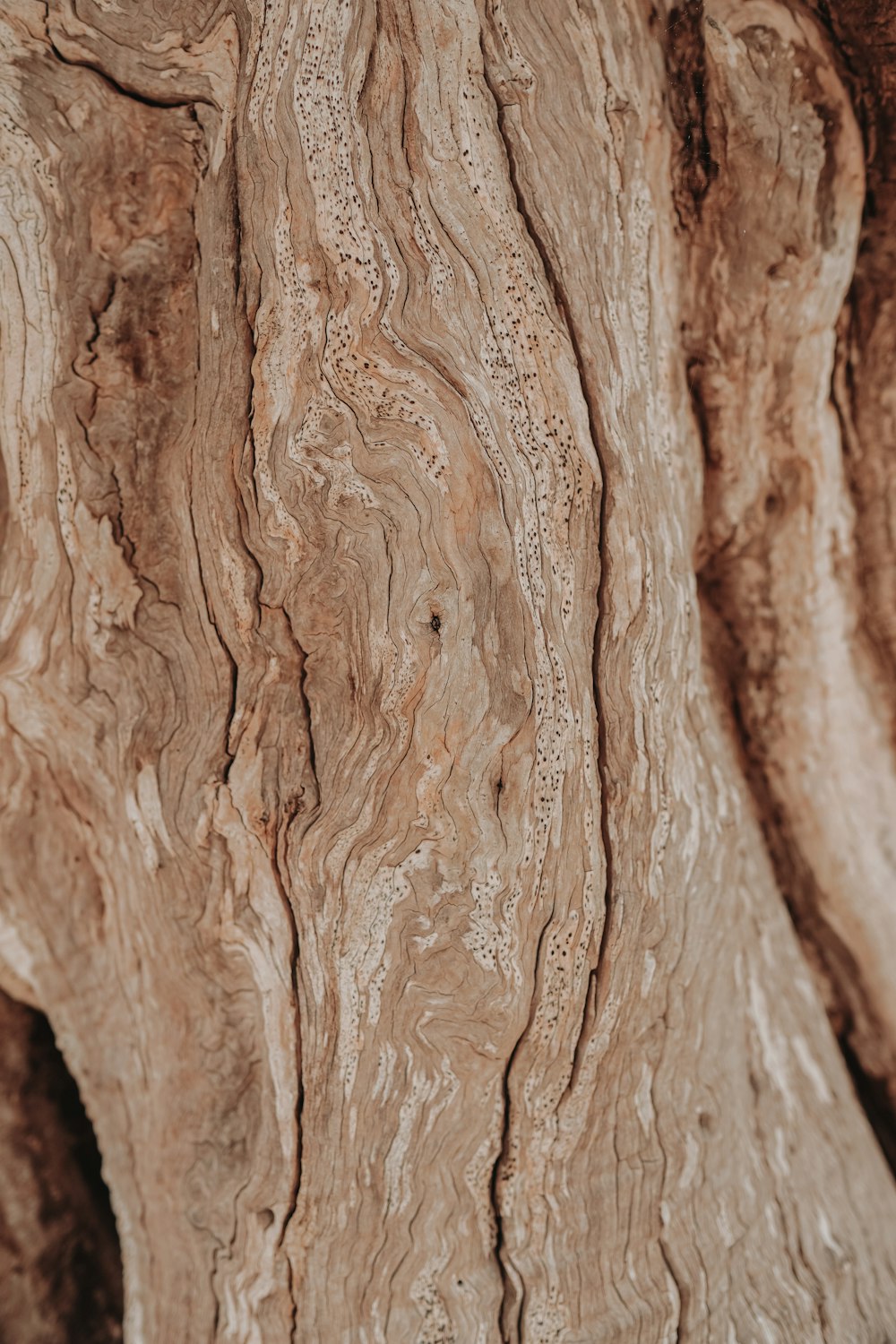 brown wood log in close up photography