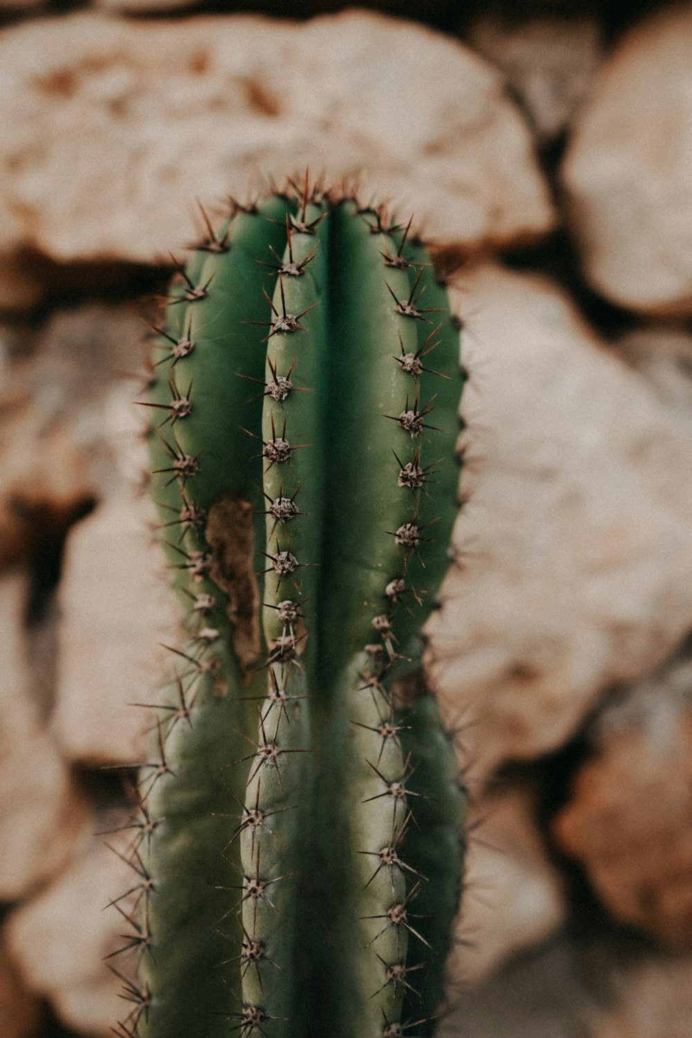 green cactus plant on brown rock