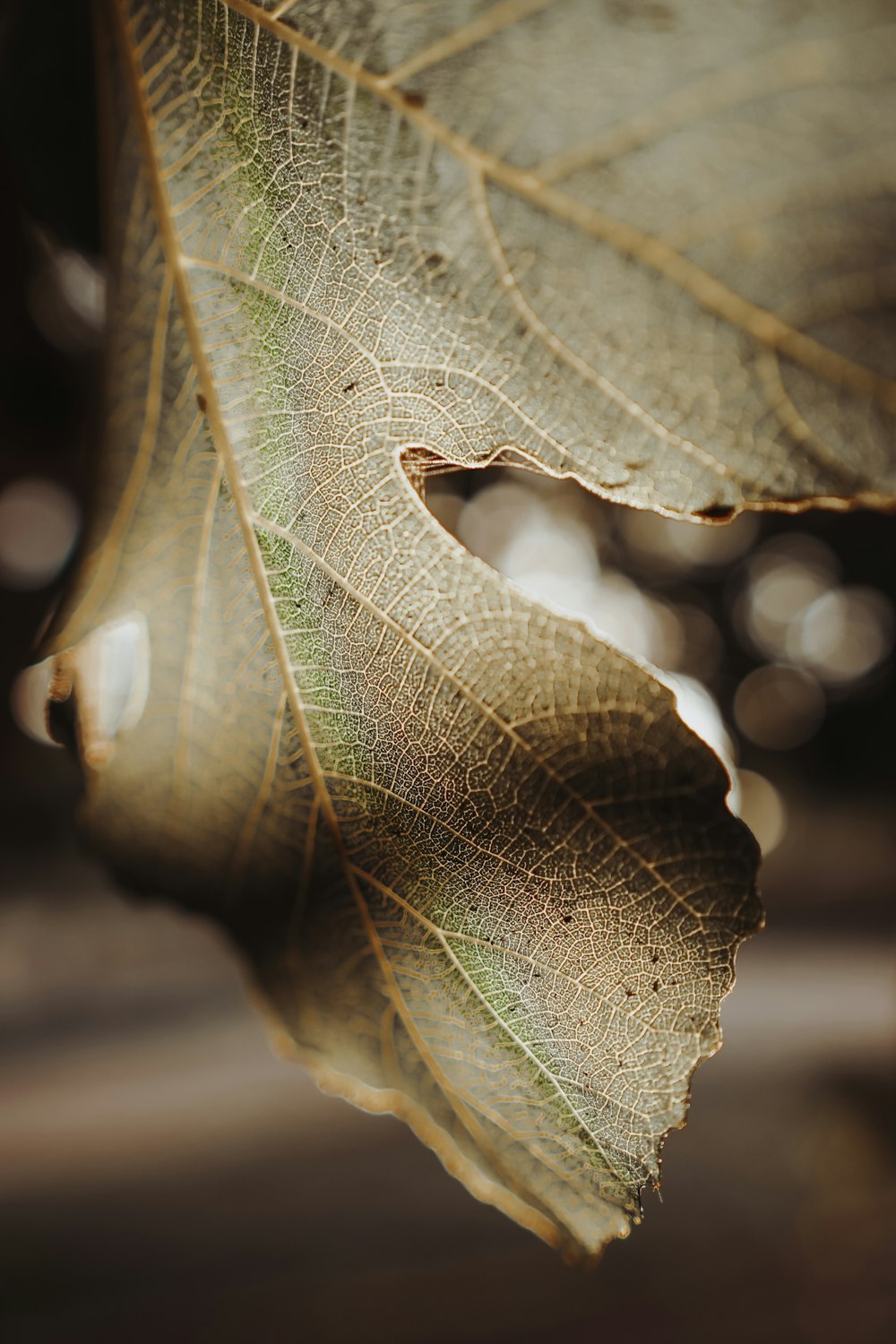 grayscale photo of leaf with water droplets