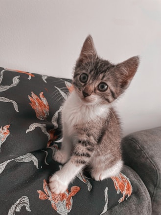 A small, adorable kitten with tabby markings and big, curious eyes sits on a couch. The couch features a black fabric with embroidered floral patterns in shades of red and white. The kitten's fur is a mix of gray, black, and white, with distinct stripes on its limbs and body.