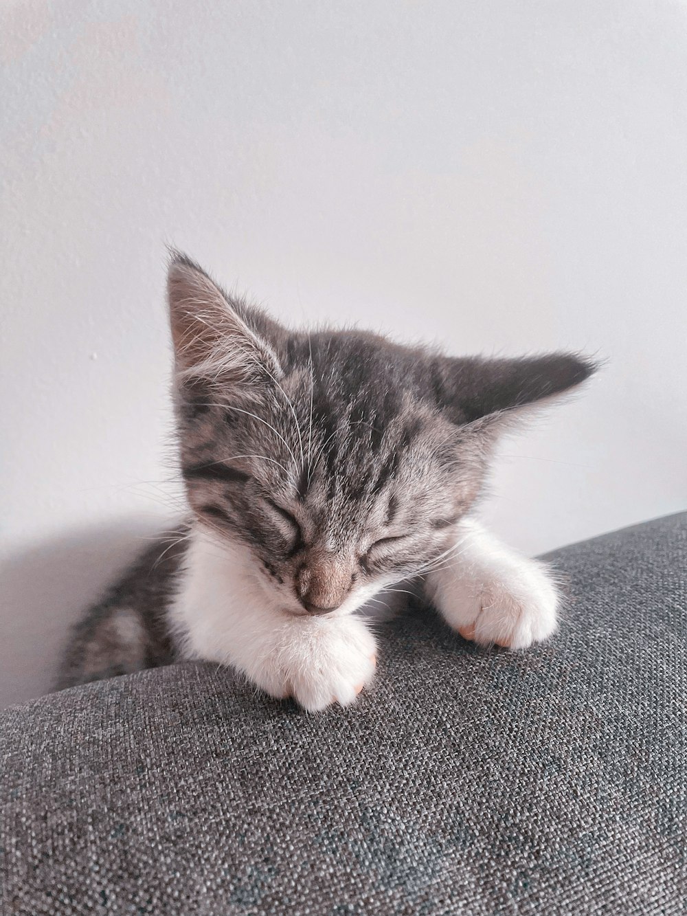 silver tabby cat lying on gray textile