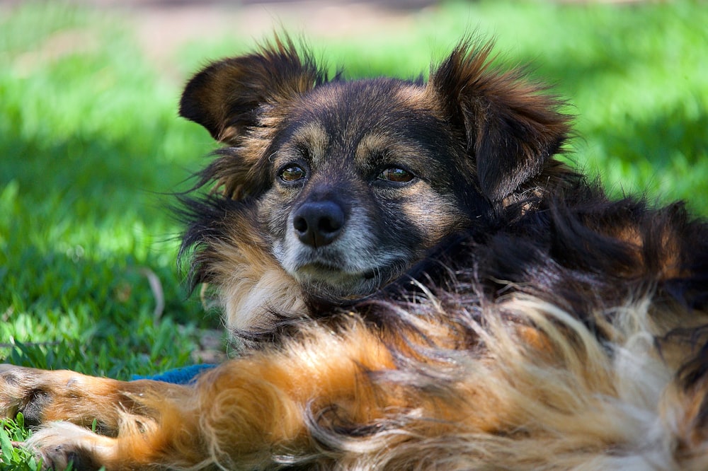 검은 색과 황갈색 긴 코트 낮에는 푸른 잔디에 누워있는 작은 개