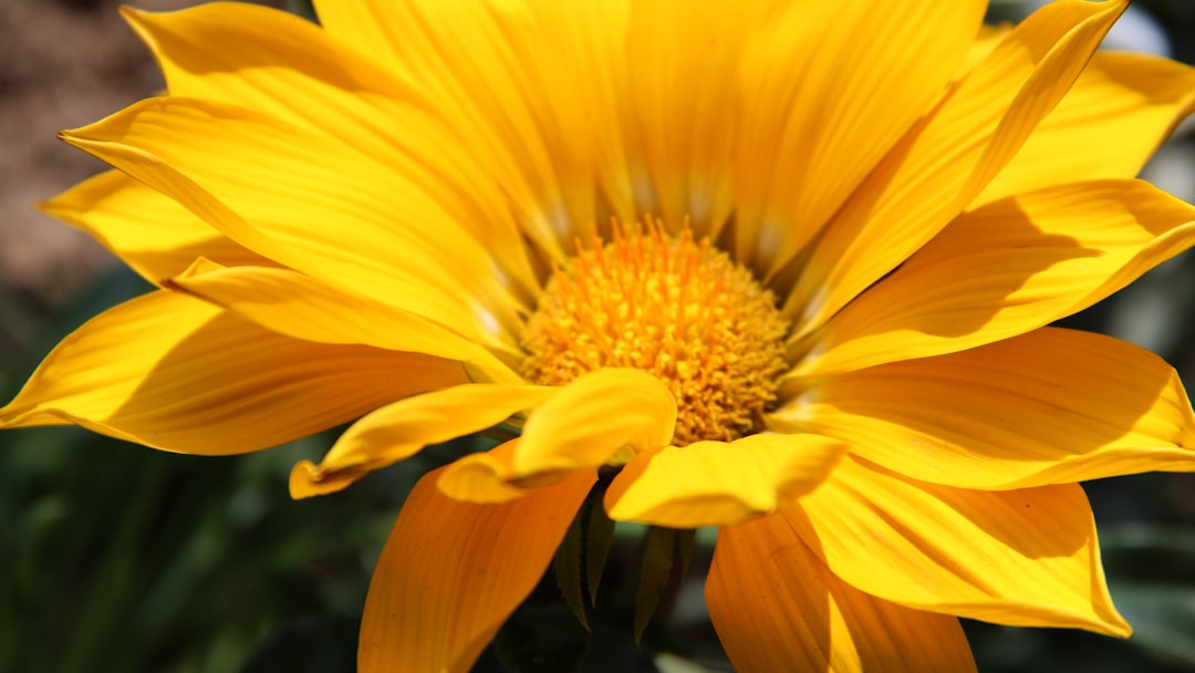 yellow flower in macro lens