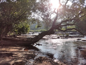 green trees beside river during daytime