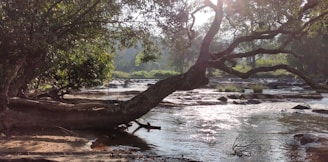 green trees beside river during daytime