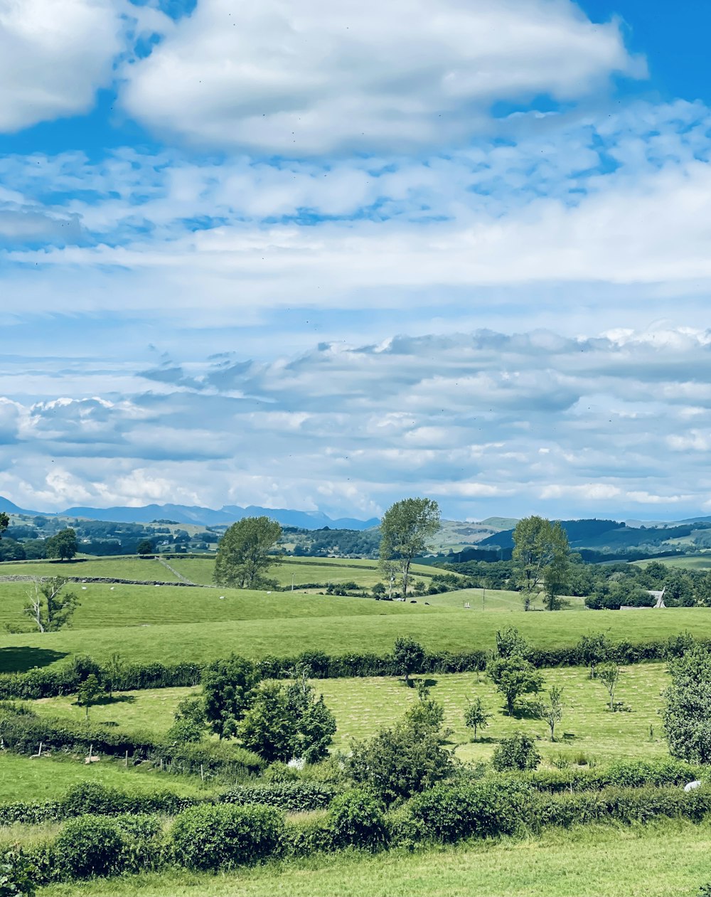 green grass field under blue sky during daytime