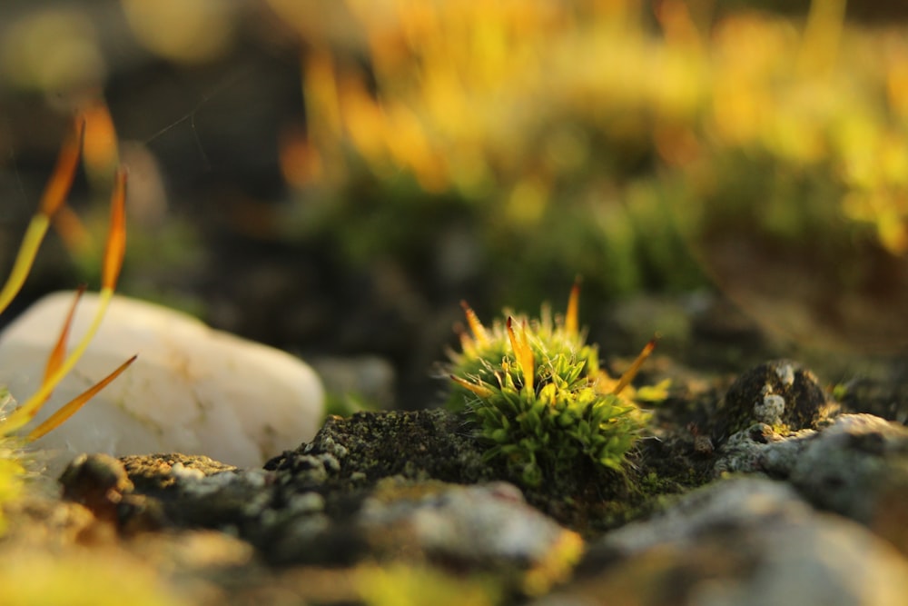 white mushroom on black soil