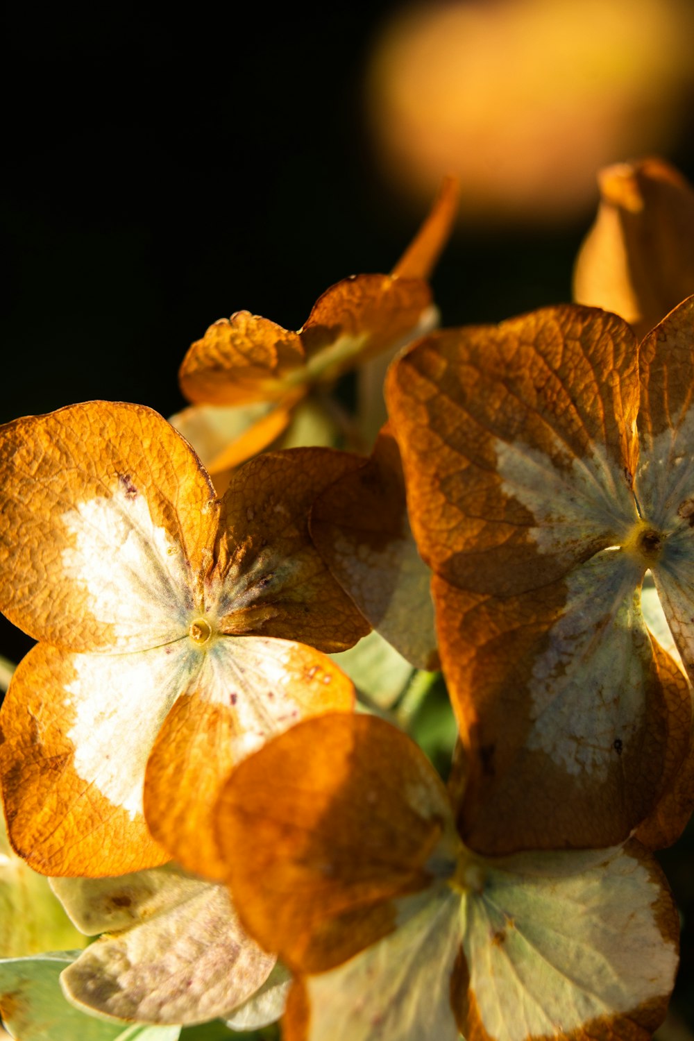 brown and yellow leaves in close up photography