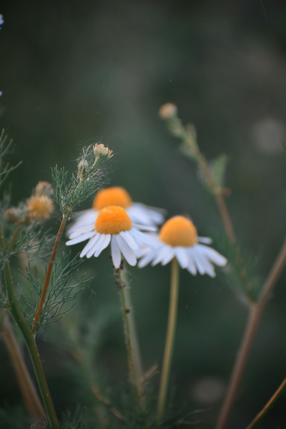 white and orange flower in tilt shift lens