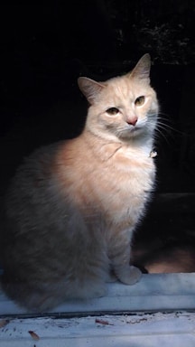 An orange cat with bright eyes sitting confidently on a windowsill.