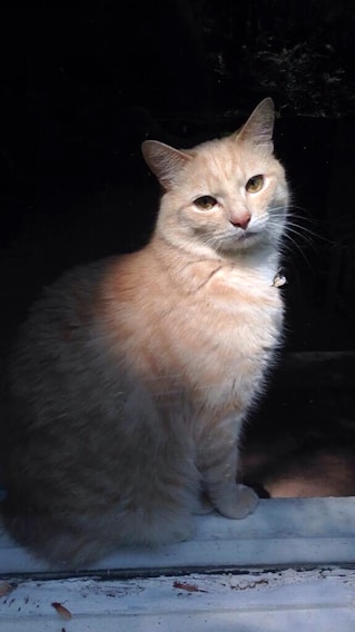 Charlie Swift perched on a windowsill, sunlight casting a warm glow on his orange fur.