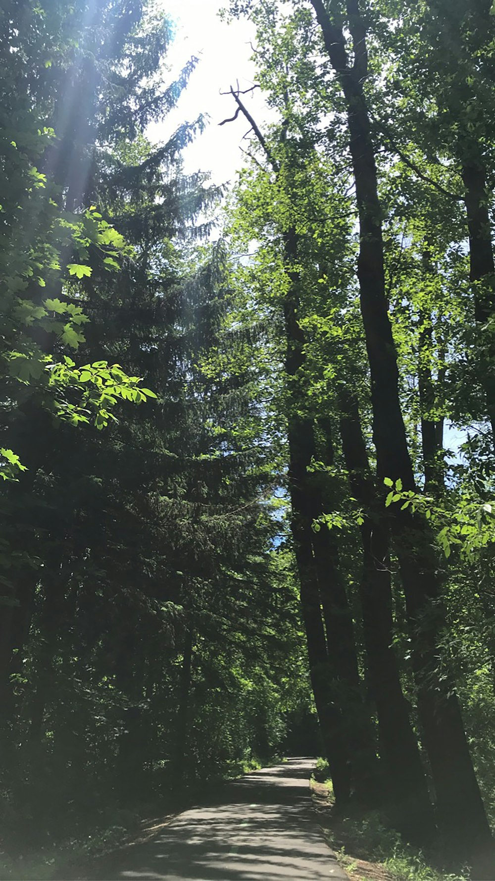 green trees under white sky during daytime