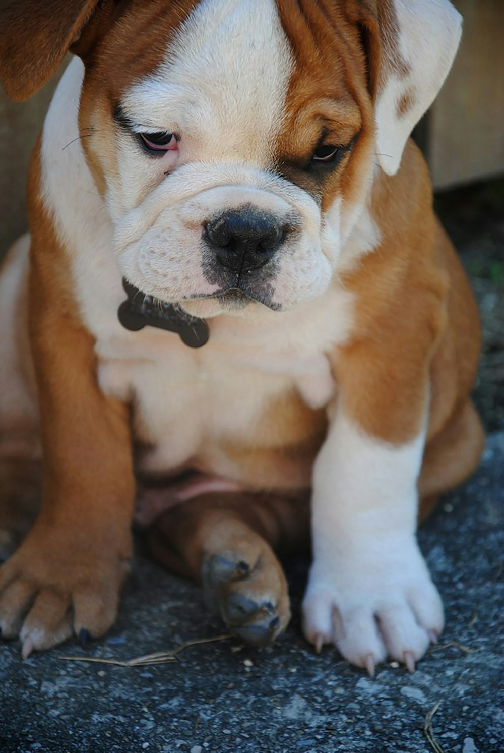 brown and white short coated dog lying on gray concrete floor