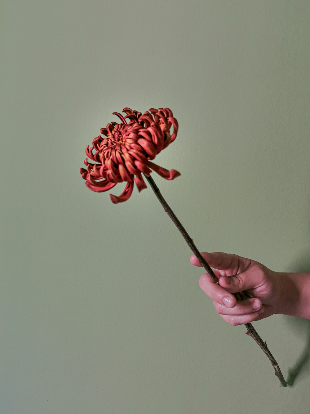 person holding red flower with black stick