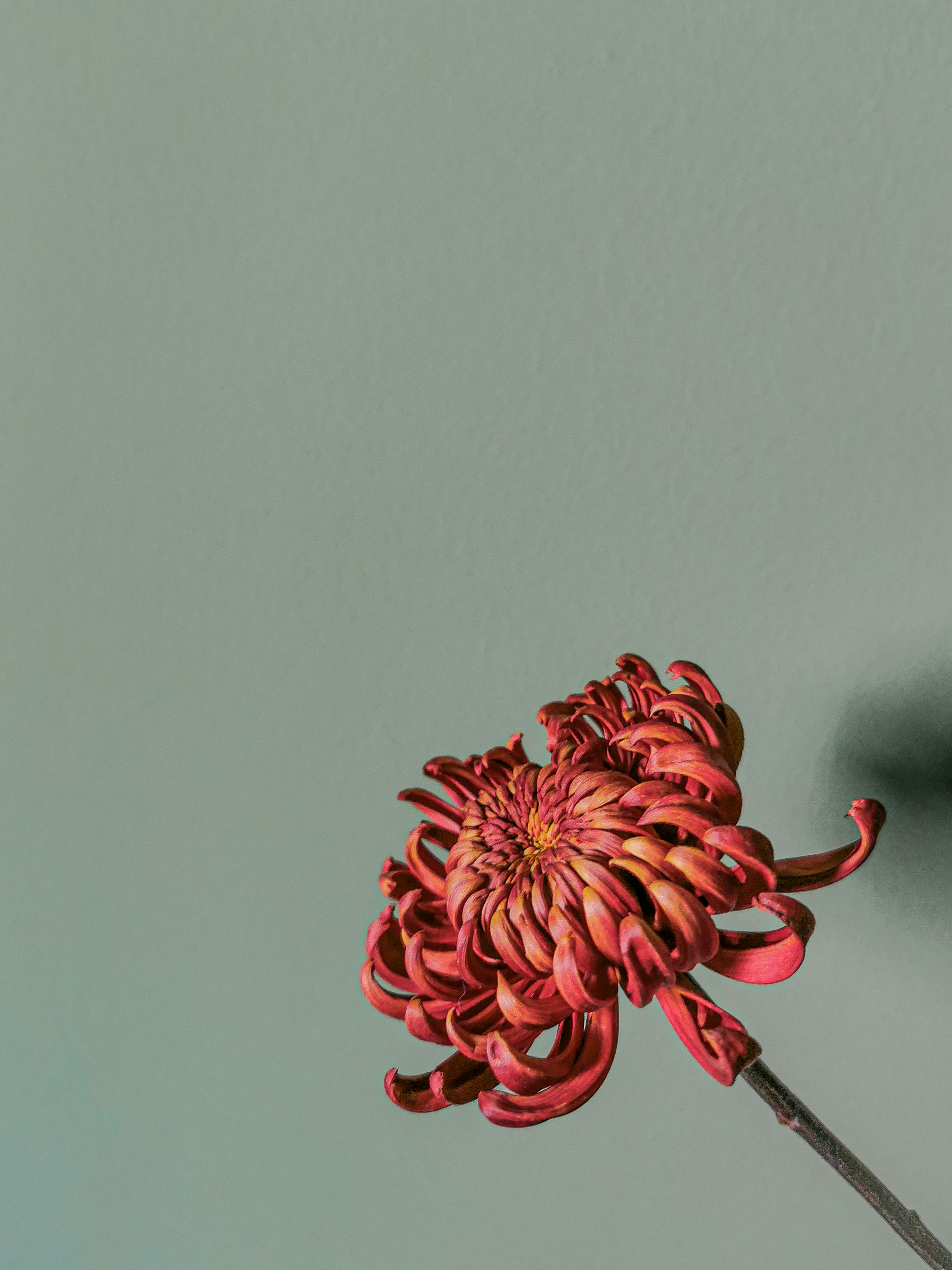 Photo by gabrieluizramos