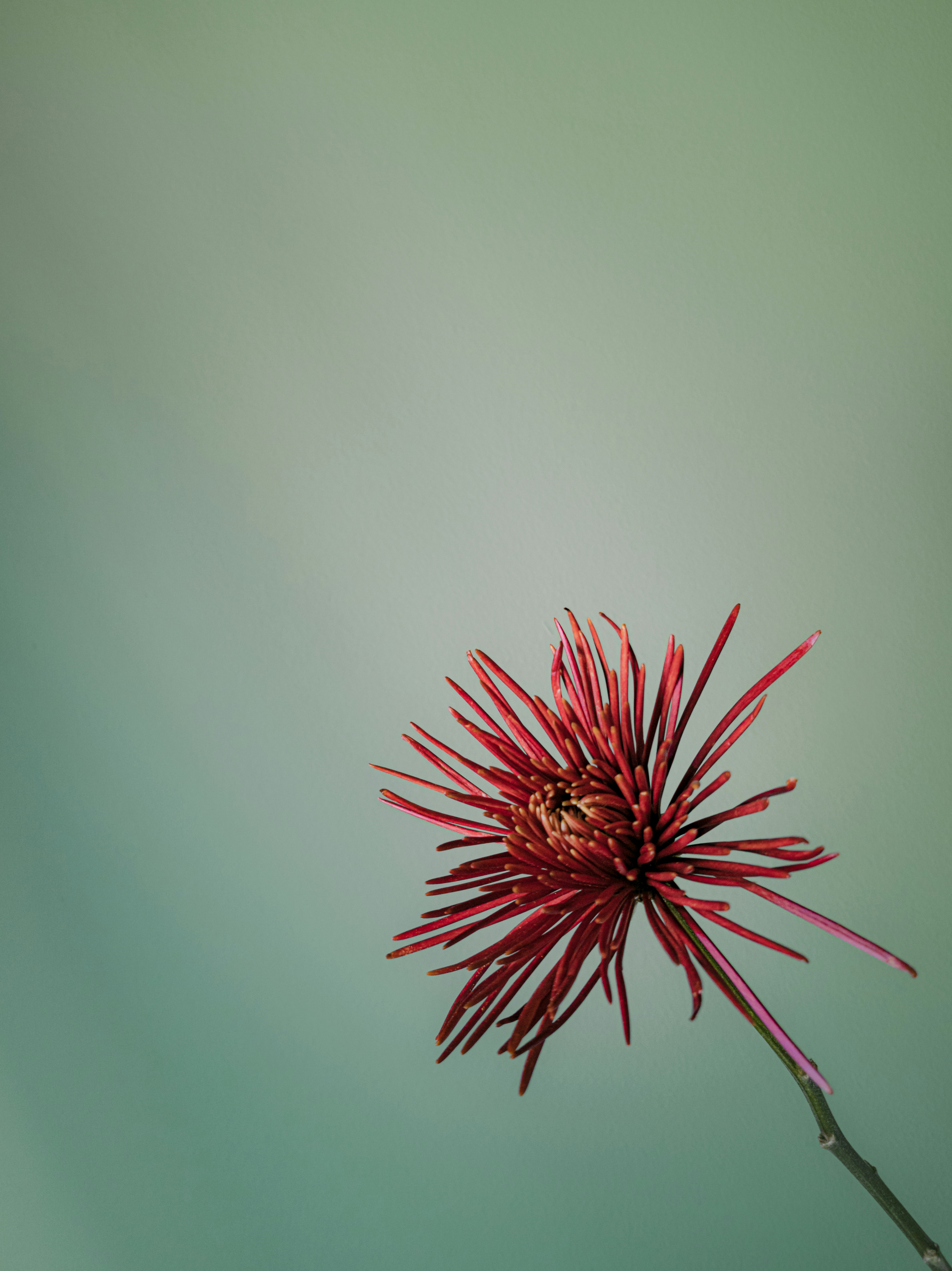 Photo by gabrieluizramos