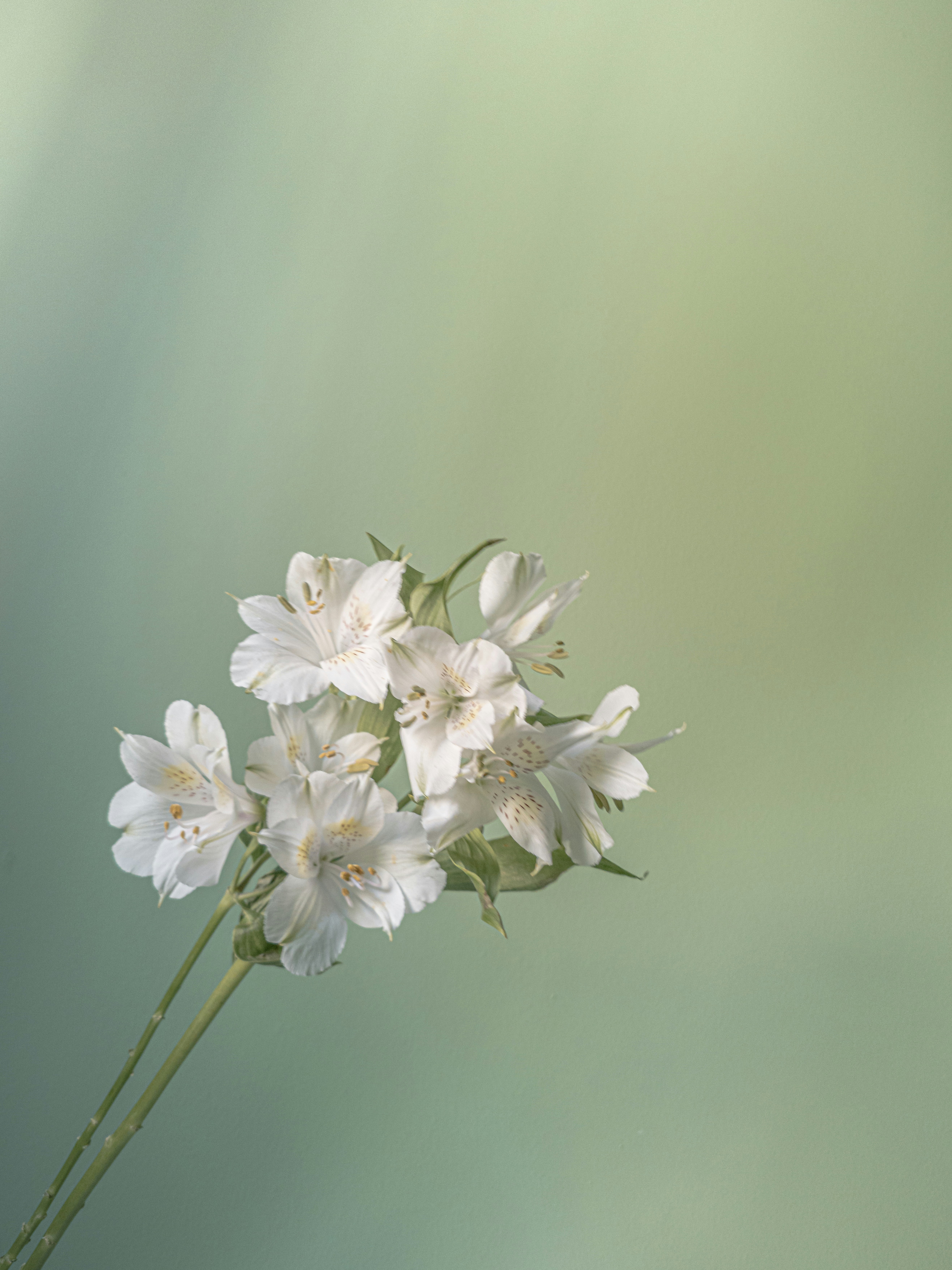 Photo by gabrieluizramos